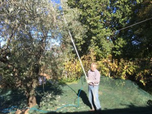 Raccolta delle olive a Tobia 