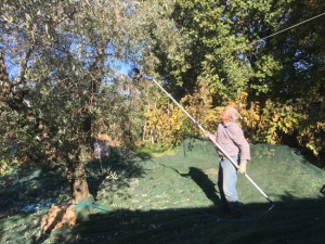 Raccolta delle olive a Tobia
