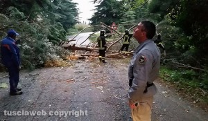 L'albero caduto tra Sutri e Ronciglione