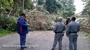 L'albero caduto tra Sutri e Ronciglione