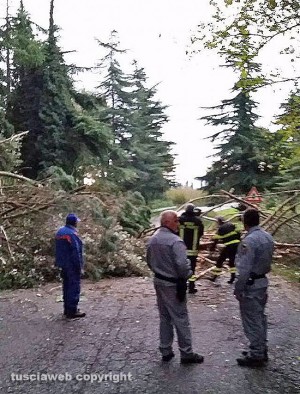 L'albero caduto tra Sutri e Ronciglione