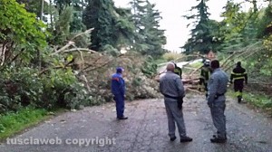 L'albero caduto tra Sutri e Ronciglione