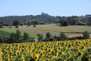 Altopiano dell'Alfina