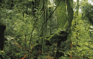 Bosco del Sasseto