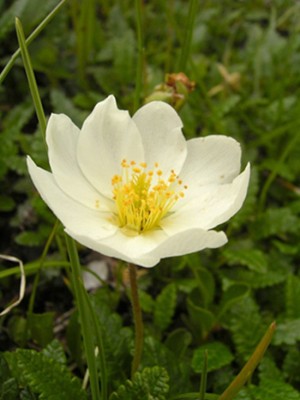 La rosa del ghiaccio - Dryas octopetala