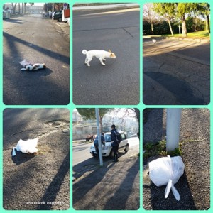 Tuscania - Il cagnolino investito e il fratello