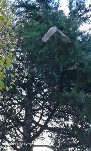 Viterbo - Barco - Scarpe sugli alberi
