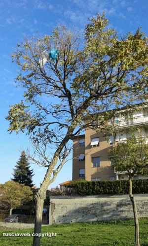 Viterbo - Barco - Rifiuti sugli alberi