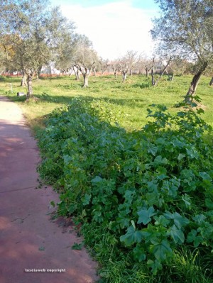 Viterbo - Santa Barbara - degrado al Parco delle querce