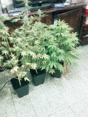 Orte - Coltivava cannabis in casa