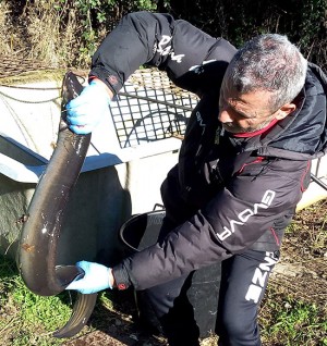 Bolsena - Fabrizio Dottarelli con la maxi anguilla