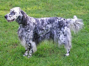 Un setter inglese