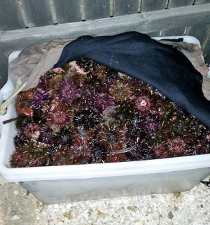 Capitaneria di porto - Sequestro di ricci