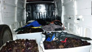 Santa Marinella - I ricci sequestrati
