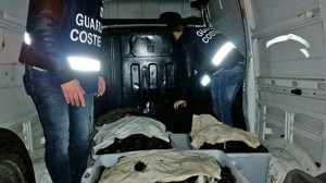 Capitaneria di porto - Sequestro di ricci