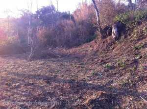 Poggio Giudio ripulito dalla Provincia