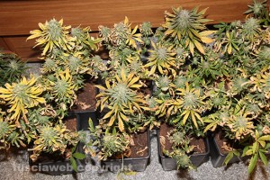 Viterbo - Operazione antidroga della mobile