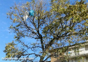 Viterbo - Barco - Rifiuti sugli alberi
