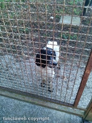 La cagnolina ritrovata in zona Ellera