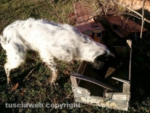 La cagnolina ritrovata in zona Ellera