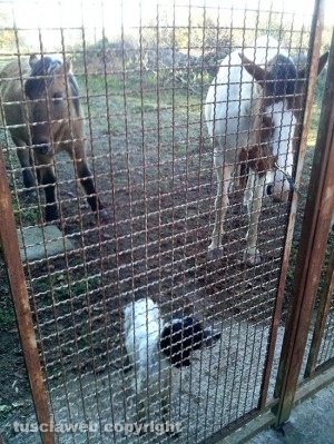 La cagnolina ritrovata in zona Ellera