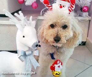 Buona Natale - Di Elisa Tedeschi