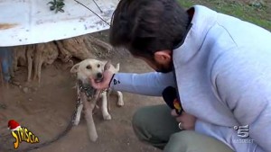 Il servizio di Striscia la notizia sui cani legati con i bastoni a Caprarola