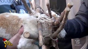 Il servizio di Striscia la notizia sui cani legati con i bastoni a Caprarola
