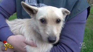 Il servizio di Striscia la notizia sui cani legati con i bastoni a Caprarola