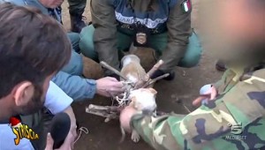 Il servizio di Striscia la notizia sui cani legati con i bastoni a Caprarola