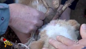 Il servizio di Striscia la notizia sui cani legati con i bastoni a Caprarola