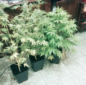 Orte - Coltivava cannabis in casa