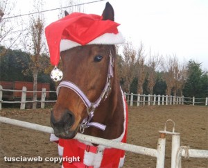 Un cavallo vestito da Babbo Natale - Lo scatto di Anna Lombardi