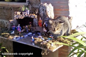 Gatto nel presepe - Lo scatto di Anna Rita Ceccarini