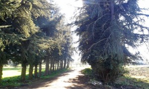 Viterbo - Il viale alberato a Villanova