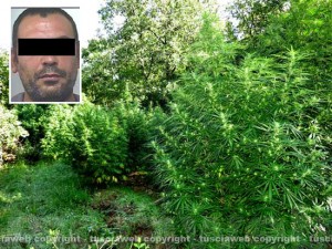 Tuscania - La selva di droga scoperta nel 2012; nel riquadro: Franco Orrù, il pastore sardo condannato
