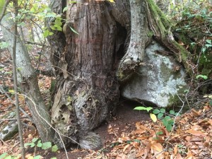 In cammino per le vie dell'esilio di santa Rosa