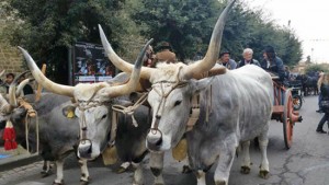 Tuscania - Tutto pronto per la sagra della frittella 