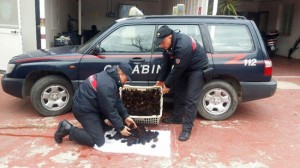 I ricci sequestrati dai carabinieri