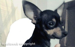 Baby, femmina, razza pinscher toy