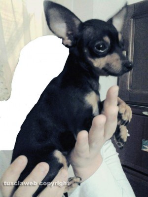 Baby, femmina, razza pinscher toy