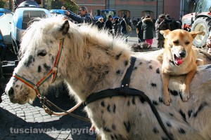 Viterbo - La benedizione degli animali a piazza del Comune