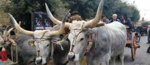 Tuscania - Tutto pronto per la sagra della frittella