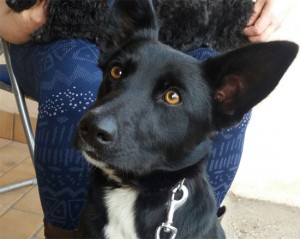 Cagnolina trovata a San Martino al Cimino