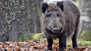 Cinghiale