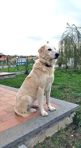 Priscilla