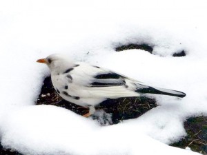 Un merlo bianco nella neve