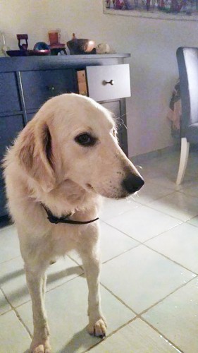 Priscilla