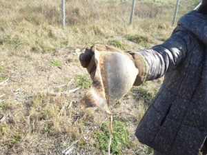 Tarquinia - Protesi mammaria ritrovata alla spiaggia delle Saline