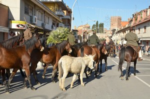 Sant'Antonio, la cavalcata dei fantini e dei butteri a Montalto di Castro